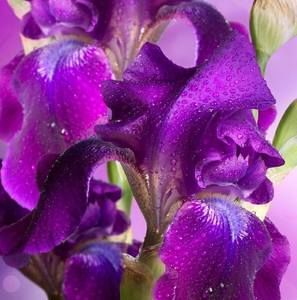 Meet your Posher, Lois